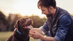 Waarom honden de perfecte huisdieren zijn