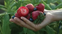 Producten om je hersengezondheid te beschermen: tips van experts