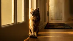 Je kat onthoudt meer dan je denkt: de wetenschap achter de kattengedachten