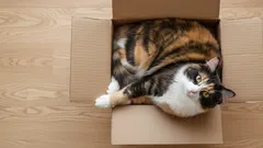 Waarom katten liever in kartonnen dozen liggen dan op hun bed: het geheim zit in de details