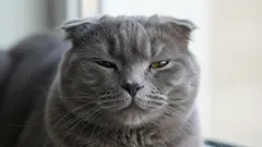 Hoe laat je kat zien dat hij van je houdt? Zo herken je kattenliefde