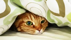 Samen slapen met je huisdier: een wetenschappelijke gids