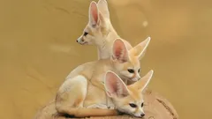 Alles over de fenek: de kleinste en schattigste woestijnvos ter wereld