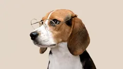 Wat denkt mijn hond? Zo complex zijn hun emoties en hersenen volgens onderzoek