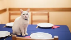 6 eenvoudige tips om je kat te leren niet op tafel te springen