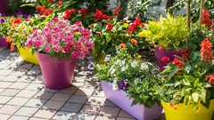 Tips voor potten tuinieren: Verander je balkon in een groene oase