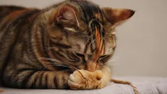 Hoe herken je stress bij je kat: tips die je huisdier helpen